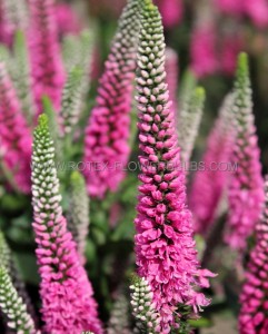 VERONICA (SPEEDWELL) SPICATA ‘PINK CANDLES‘ I (25 P.BAG)