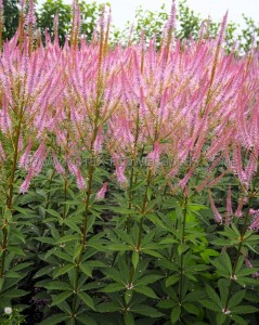 VERONICASTRUM (CULVERS ROOT) VIRGINICUM ‘ADORATION‘ I (25 P.BAG)