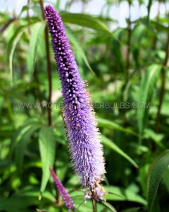 VERONICASTRUM (CULVERS ROOT) VIRGINICUM ‘APOLLO‘ I (25 P.BAG)