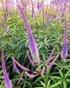 VERONICASTRUM (CULVERS ROOT) VIRGINICUM ‘FASCINATION‘ I (25 P.BAG)