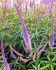 VERONICASTRUM CULVERS ROOT VIRGINICUM FASCINATION I 25 P.BAG