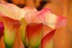 ZANTEDESCHIA CALLA LILY BLAZE 1618 CM. 10 QUALITY PKGS.X 1