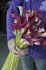 ZANTEDESCHIA CALLA LILY LAVENDER GEM 1618 CM. 10 QUALITY PKGS.X 1