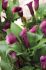 ZANTEDESCHIA CALLA LILY LAVENDER GEM 1618 CM. 10 QUALITY PKGS.X 1