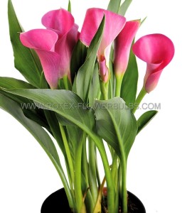 ZANTEDESCHIA (CALLA LILY) SPP. ‘GARNET GLOW‘ 14/+ CM. (25 P.BAG)