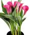 ZANTEDESCHIA CALLA LILY SPP. GARNET GLOW 14 CM. 25 P.BAG