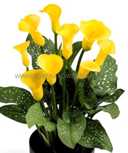 ZANTEDESCHIA (CALLA LILY) SPP. ‘GOLD CROWN‘ 14/+ CM. (25 P.BAG)