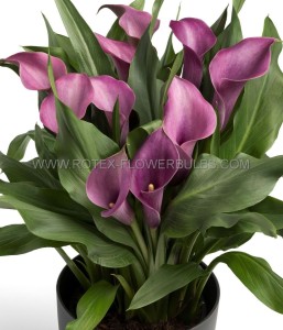 ZANTEDESCHIA (CALLA LILY) SPP. ‘GRAPE VELVET‘ 14/+ CM. (25 P.BAG)