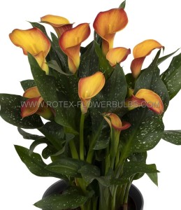 ZANTEDESCHIA (CALLA LILY) SPP. ‘MORNING SUN‘ 14/+ CM. (25 P.BAG)