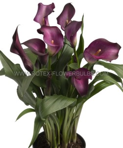 ZANTEDESCHIA (CALLA LILY) SPP. ‘NIGHT CLUB‘ 14/+ CM. (25 P.BAG)