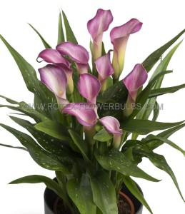 ZANTEDESCHIA (CALLA LILY) SPP. ‘PURPLE BEAT‘ 14/+ CM. (25 P.BAG)